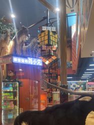 -卡通尼·Safari非洲探索乐园·生日会(金桥国际商业广场店)