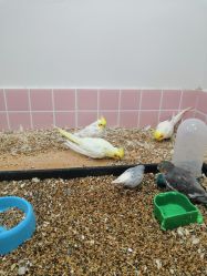 -Moni星球萌宠·小马宝莉·灵蛇·高端高阶全萌宠互动体验俱乐部(红豆国际广场店)