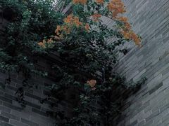 -碧江金楼
