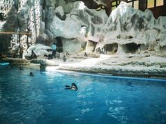 -帝企鹅自助餐厅•儿童岛•真企鹅(长隆企鹅酒店)