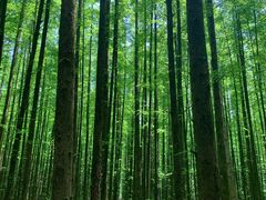 -山王坪喀斯特国家生态公园