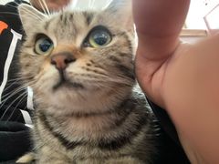 -三花喵·撸猫购宠·宠物生活馆(虹桥南丰城店)