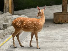 -中国大熊猫保护研究中心雅安碧峰峡基地