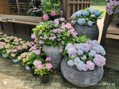 -上海共青森林公园