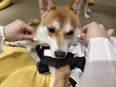 -逗柴咖啡屋·狗咖猫咖宠物桌游
