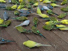 -南宫五洲植物乐园