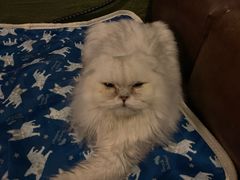 -猫猫幼稚园·撸猫·桌游·电玩