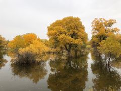 -金塔沙漠胡杨林景区