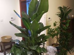 -秦美花卉(天朗·莱茵小城2期店)