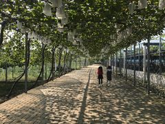 -白鹿原葡萄主题公园