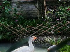 景观位-青城甲(青城山店)