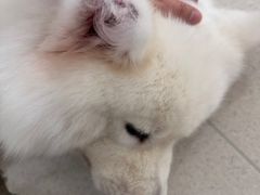 -共舞时光猫咖·狗咖(新街口店)