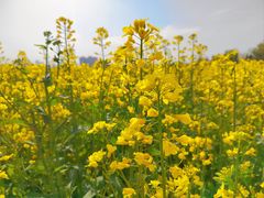 -汉长安城未央宫国家考古遗址公园