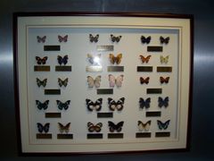 -上海昆虫博物馆