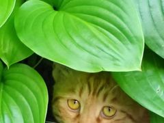 -萌兽医馆·犬猫专科·眼科中心·宠物医院(朝阳门分院)
