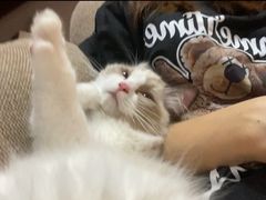 -lincat·猫舍(广州店)