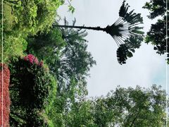 -中国科学院西双版纳热带植物园