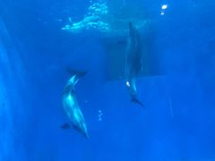 -多彩贵州城极地海洋世界