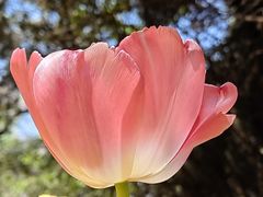 -石家庄市植物园