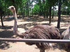 -大连森林动物园