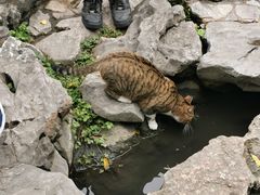 -豫园湖心亭茶楼