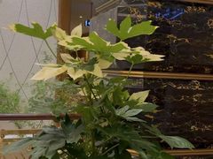 -麓湖国际水疗