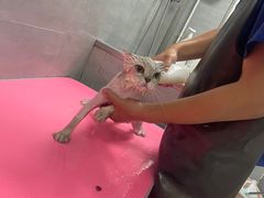 -宠福鑫康馨动物医院·骨科·眼科