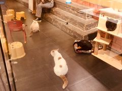 -猫咪博物馆(顶澳仔猫街店)