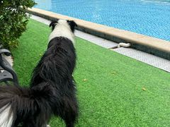 -汪说喵讲宠物乐园宠物酒店(红星美凯龙店)