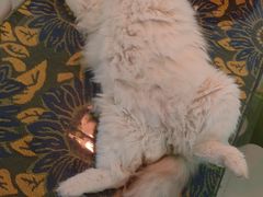 -平行世界·猫咖(首经贸店)