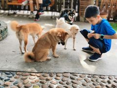 -柴犬高等学院·狗咖·柴犬售卖·宠物训练