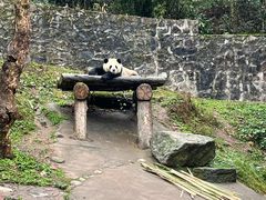-都江堰中华大熊猫苑