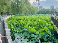 -莲花池公园