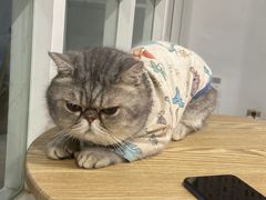 -楼上猫咖(罗湖店)