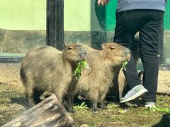 -大连森林动物园