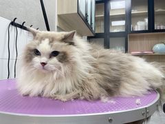 -贝康宠物医院·犬猫全科·小动物特色诊疗中心(东环路店)