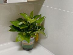 -感智盲人按摩·艾灸·肩颈SPA(岗厦店)