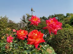 -人民公园(罗湖区)