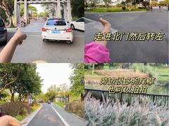 -王借岗森林公园