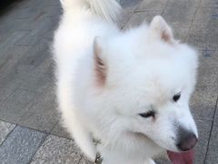 -佳雯宠物医院·皮肤科·内外科(春晓路分院)