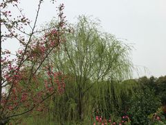 -同里国家湿地公园