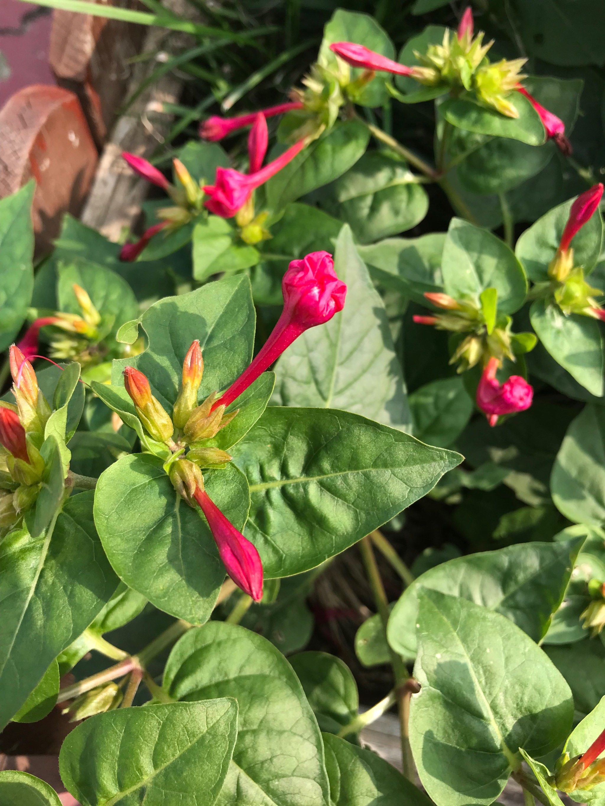 传说中的洗澡花