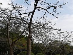 -三水森林公园