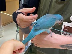 -帕帕拉兹宠物(亚洲旗舰店)