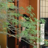 误入一家高档但又平价的素食餐厅