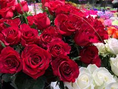 -双季花艺园艺市场(浦东店)