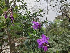 -火炉山森林公园