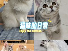-喵zoo家庭繁育猫舍(尖东智能花园店)