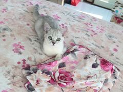 -瑞鹏宠物医院·骨科·猫科·内科(第一中心)