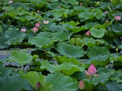 -长田漾湿地公园